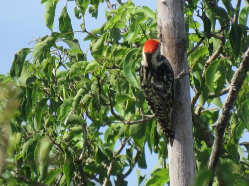 Mailagama Cinnamon Residence