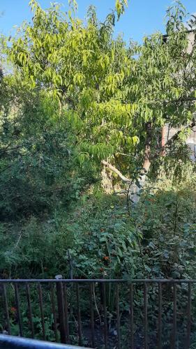 Garden, Lalvar in Alaverdi
