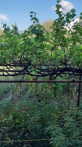 Garden, Lalvar in Alaverdi