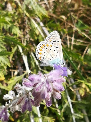 La Camiranaise - image 13