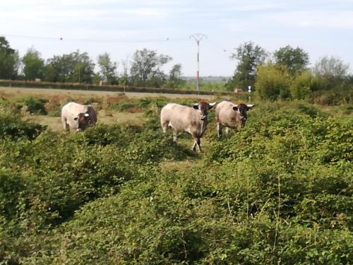 La Camiranaise - image 2