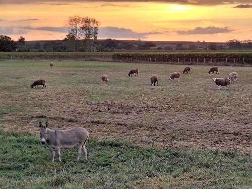 La Camiranaise - image 8