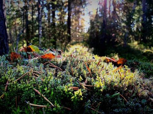 Skogsro Forest Hostel