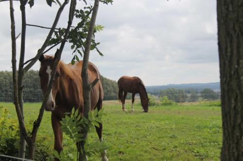 Familien Ferienhof Lucky bei Kühlungsborn OFC 08 in Diedrichshagen, Deutschland