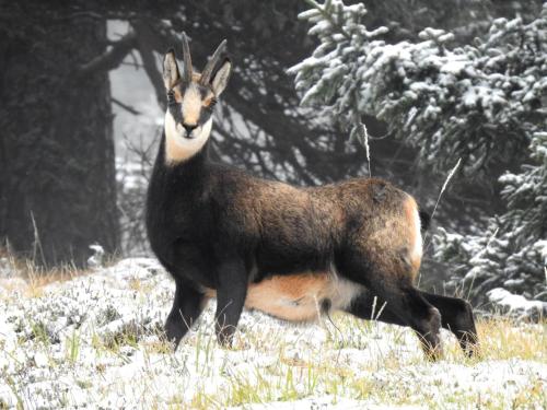 Shepherds House "Alpine Dreams"