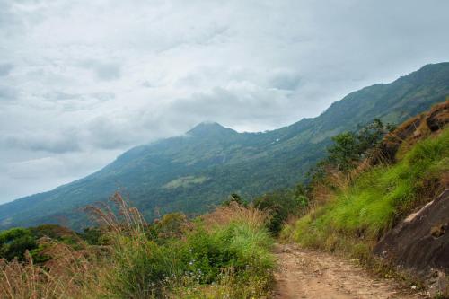 Neelakurunji Plantation Munnar