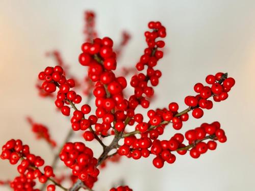 Chaloupka Dvě Sestry Chaloupka Dvě Sestry