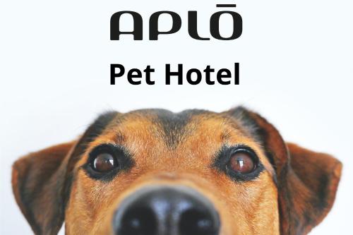 Hotel Aplo - Breakfast Experience