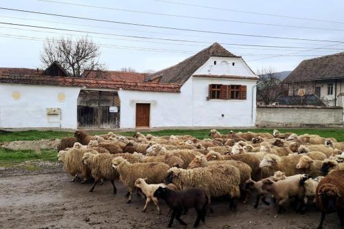 Haus Rether - Transylvanian Guesthouse