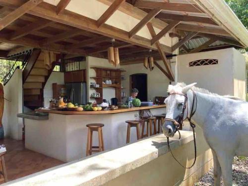 Timberframe house in an orchard by Corcovado park