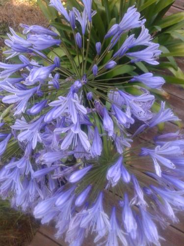 Chambres "Blanches" , bâtiment secondaire hotel la Caravelle, vue jardin Chambres "Blanches" , bâtiment secondaire hotel la Caravelle, vue jardin