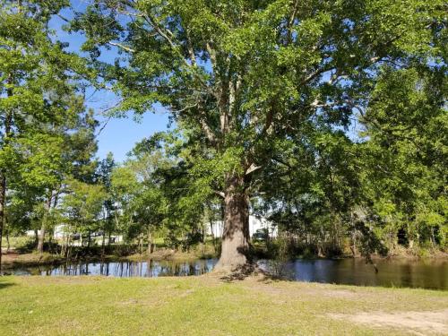 Jacksonville Ranch with private Hottub and Pool, stocked Pond, Bike and Hiking trails thumb 3
