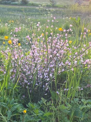 Kert, la maison de bievre in Bievre