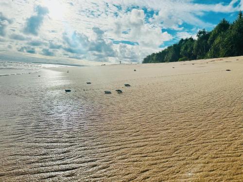 Shine Wave Turtle Beach