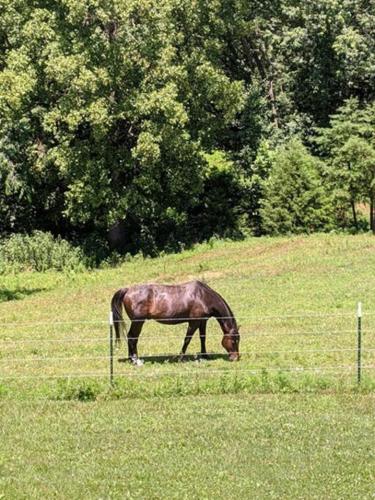 The Ranch in Mt Airy in Mount Airy, USA