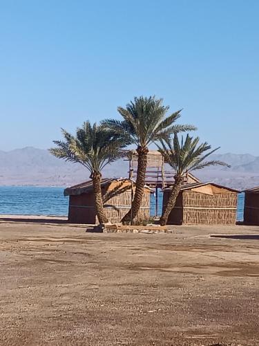 انتيكا كامب in Taba