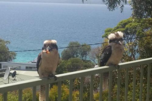 Newly Renovated Hyams Beach Cottage