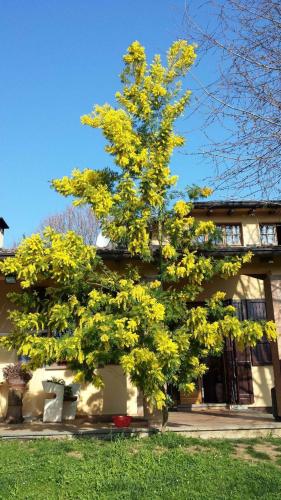  Villa Mimosa in Medesano