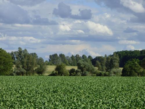 Ferienhaus-Natur-Erholung-Pur-Mecklenburgische-Seenplatte-zwischen-Mueritz-und-Ostsee