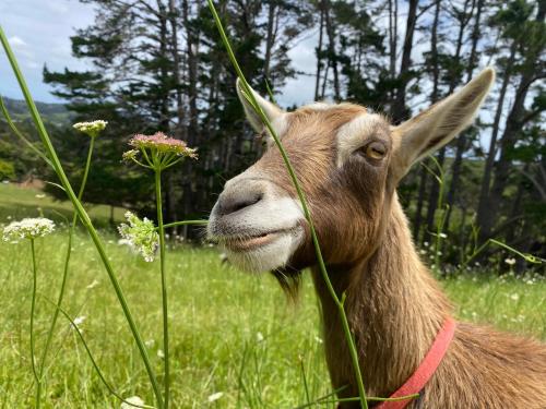 Pukeatua Farmstay Waimauku