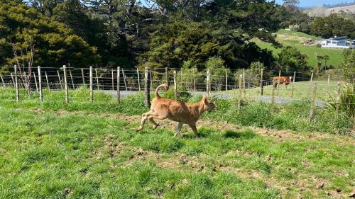 Pukeatua Farmstay