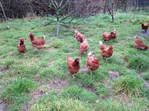 Beudy Bach - image 12