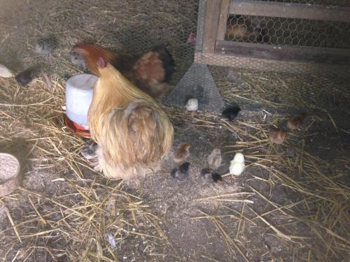 Beudy Bach - image 6