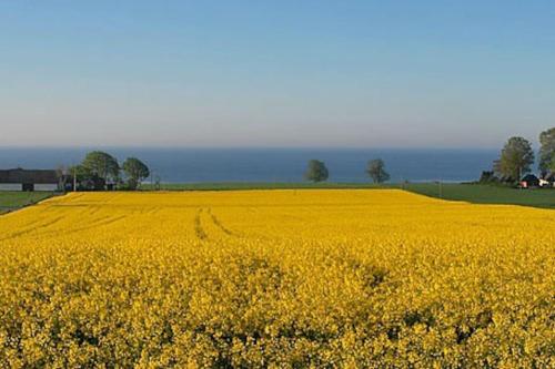 Charmig liten lägenhet på Österlen (Charmig liten lagenhet pa Osterlen) in Sankt Olof
