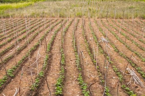 Encantadora finca con viñedos en Rivera Huila