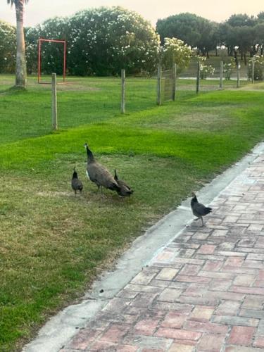 Monte do Lago, Pegões