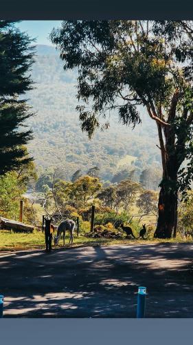 Savvanah Farmstay family friendly home with stunning views and spa