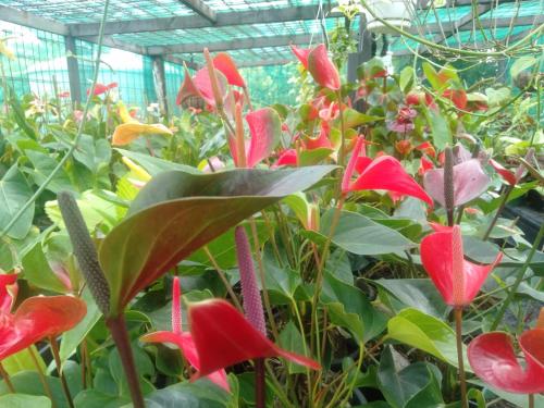 منظر, تي موانا نوي فيلاز (Te Moana Nui Villas) in Arorangi