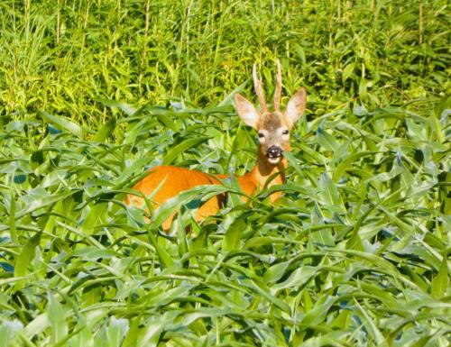  Claire de Lune in Stegersbach