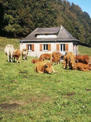 Tourmalet gîte à louer Gripp