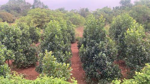 MO’s Agro in Parassinikadavu