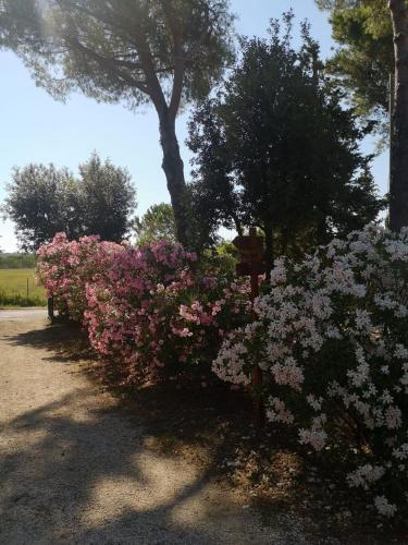 Podere Simonetta - A2 Podere Simonetta - A2