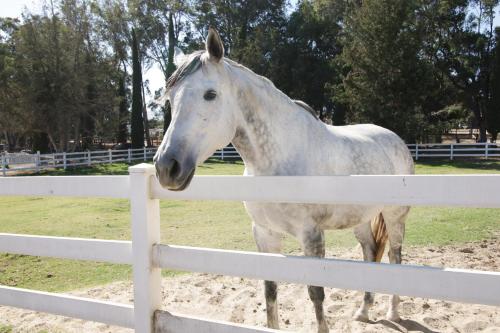 Wine Country Ranch Escape