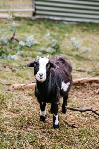 Hideaway Farmlet Romantic Cottage with Miniature Goats