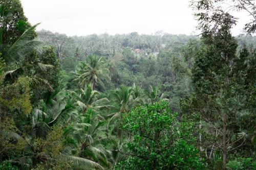 Delta Casa Ubud- Tiny Villas in Bali's Jungles