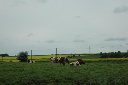 B&B La Place Verte - image 10