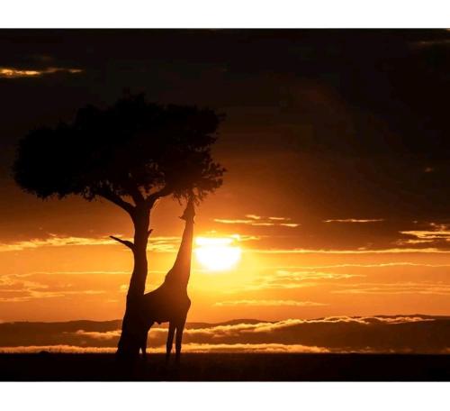 One maasai mara camp