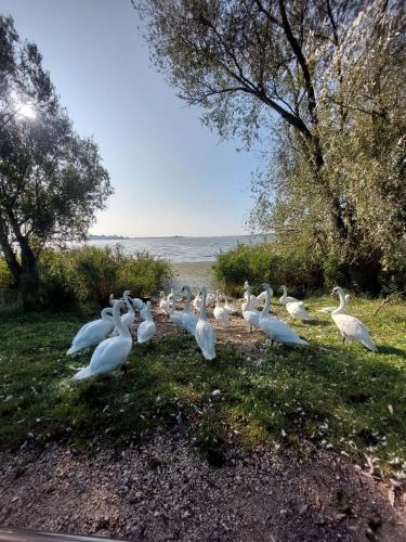 Aracsa Farm és Vendégház Kis Balaton és termál fürdők