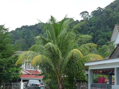 Relax House near Teluk Cempedak Kuantan Relax House near Teluk Cempedak Kuantan