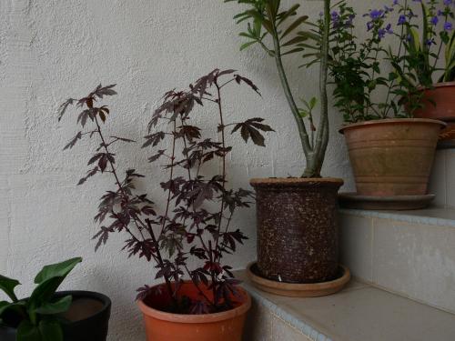 Relax House near Teluk Cempedak Kuantan Relax House near Teluk Cempedak Kuantan