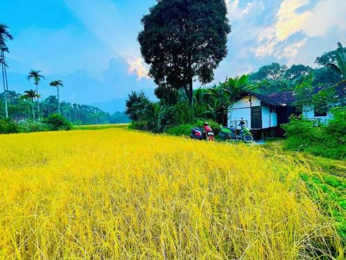 Oryza