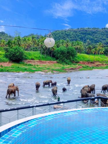 수영장, Peacock Village Pinnawala - Offer Alert! Elephant Welfare Program in 핀나왈라