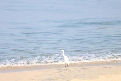 Marari Sunset Beach Villa - image 3