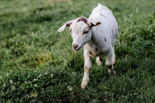 Hideaway Farmlet Romantic Cottage with Miniature Goats