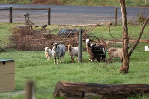 Hideaway Farmlet Romantic Cottage with Miniature Goats