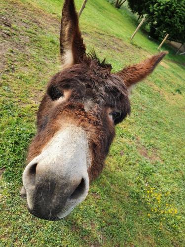 Le Chalet de Paul in 孔布蘭歐蓬